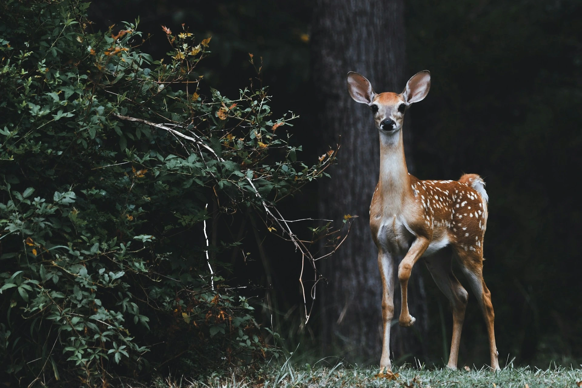 Google lanserer SpeciesNet, en åpen kildekode AI for identifikasjon av dyreliv